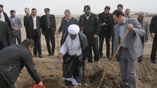  ۱۲ هزار اصله نهال در شهرستان میانه کاشته می شود