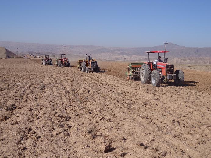  کشت یکپارچه ۳۰۰ هکتاری در سایت گندم دیم شهرستان میانه