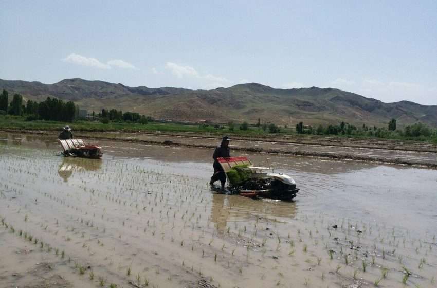  مراسم روز مزرعه برنج در دهستان گرمرود میانه برگزار شد