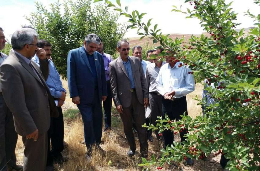  برداشت ۱۲۰ تن  آلبالو برای اولین بار از باغات  پایاب سد آیدوغموش