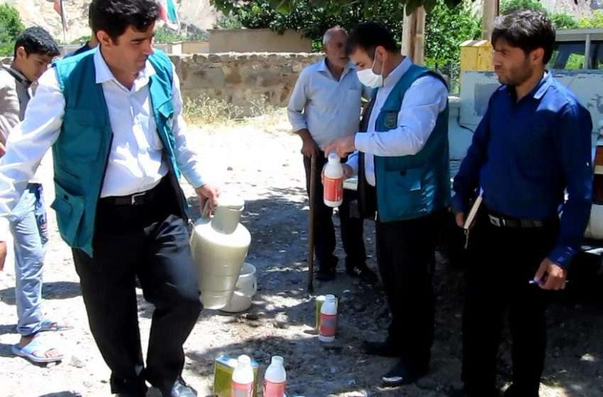  ملخ های بومی  به ۱۰۰ هکتار از علفزارها و باغات شهرستان خسارت زدند