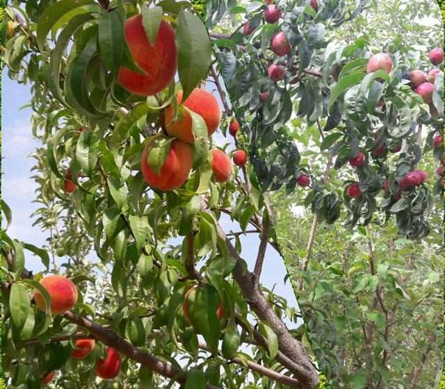  آغازبرداشت هلو وشلیل در شهرستان میانه