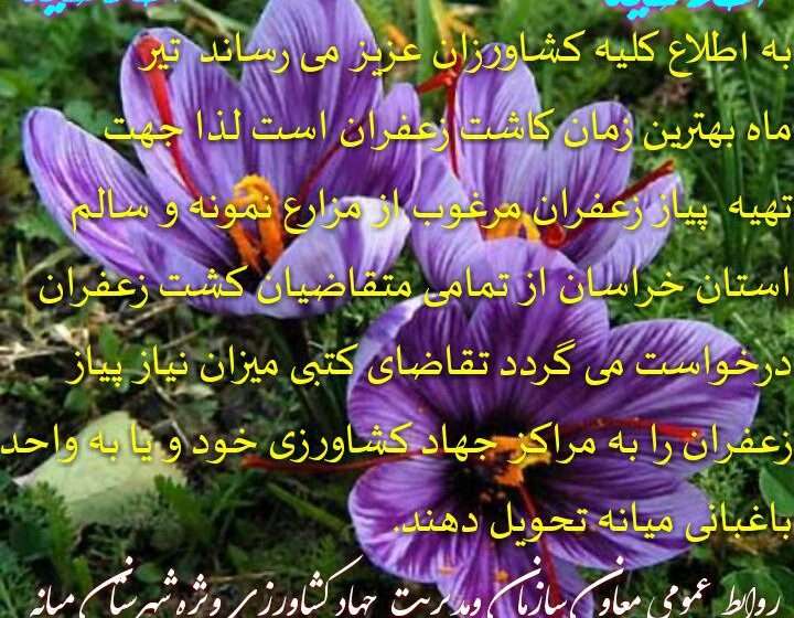  اطلاعیه کاشت زعفران