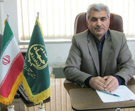  مبارزه با آفت سن مادری از گندم زارهای شهرستان میانه