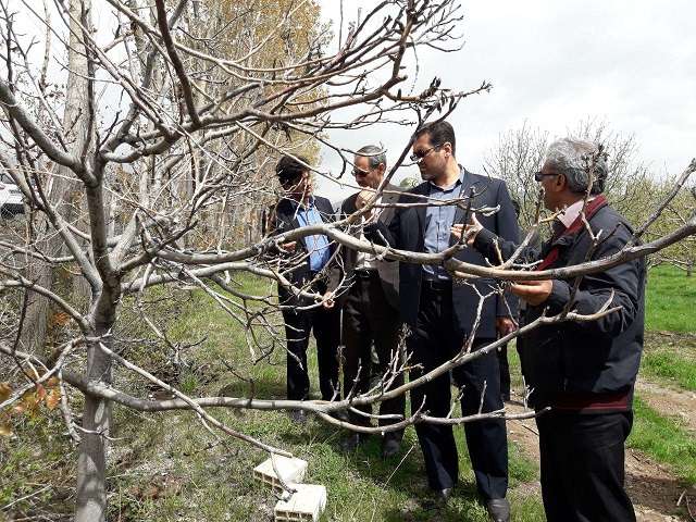  مدیر جهاد کشاورزی شهرستان میانه: خسارت ناشی از سرمازدگی به باغات میوه این شهرستان بیش از ۲۰۳ میلیارد تومان است