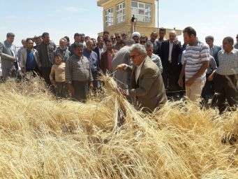  جشن شکرانه برداشت گندم در شهرستان میانه