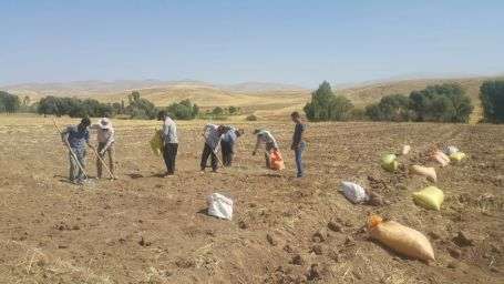  مدیر جهاد کشاورزی شهرستان ویژه میانه از کشت زعفران در ۴ هکتار از اراضی شهرستان خبر داد