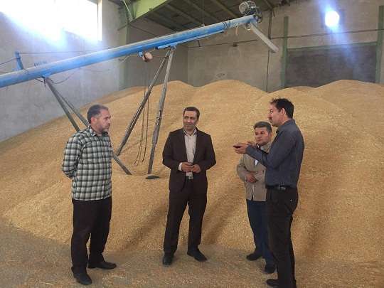  بازدید بخشدار کاغذکنان از مرکز خرید گندم