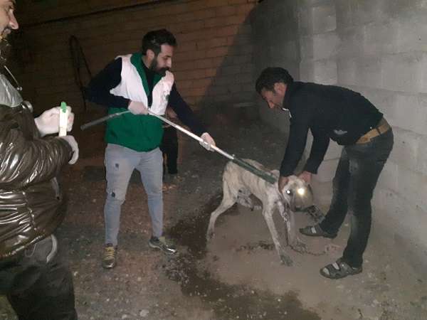  ادامه عملیات زنده گیری سگ های بلاصاحب در سطح شهر آچاچی
