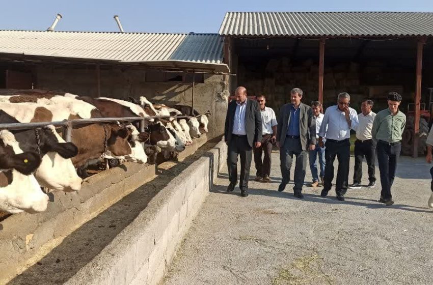  فرماندار میانه از یک واحد گاوداری صنعتی بازدید کرد