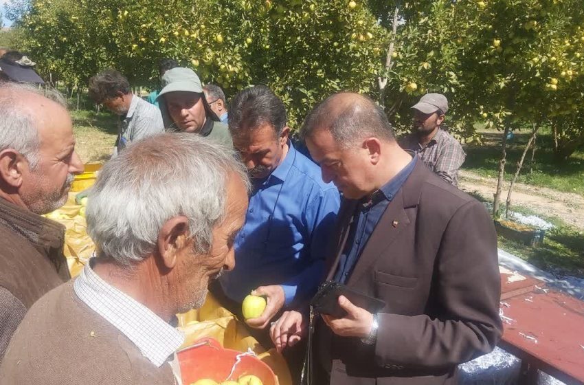  پیش بینی برداشت ۸۰ هزارتن سیب ممتاز از باغات شهرستان